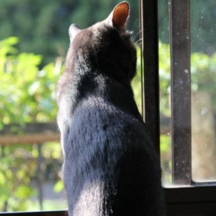 ソーチェーンのサイズの選び方