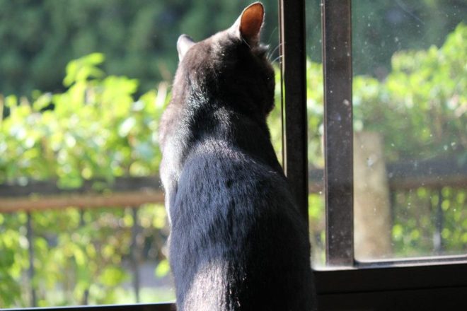 店番猫 チャーク