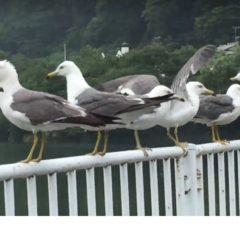 飛騨でウミネコ？？