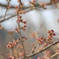 ソーチェーンの基礎知識ページに目次を追加しました