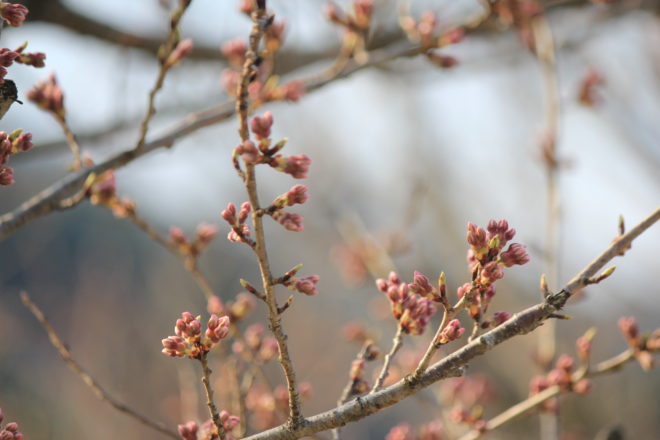 飛騨小坂の桜が芽吹くころ